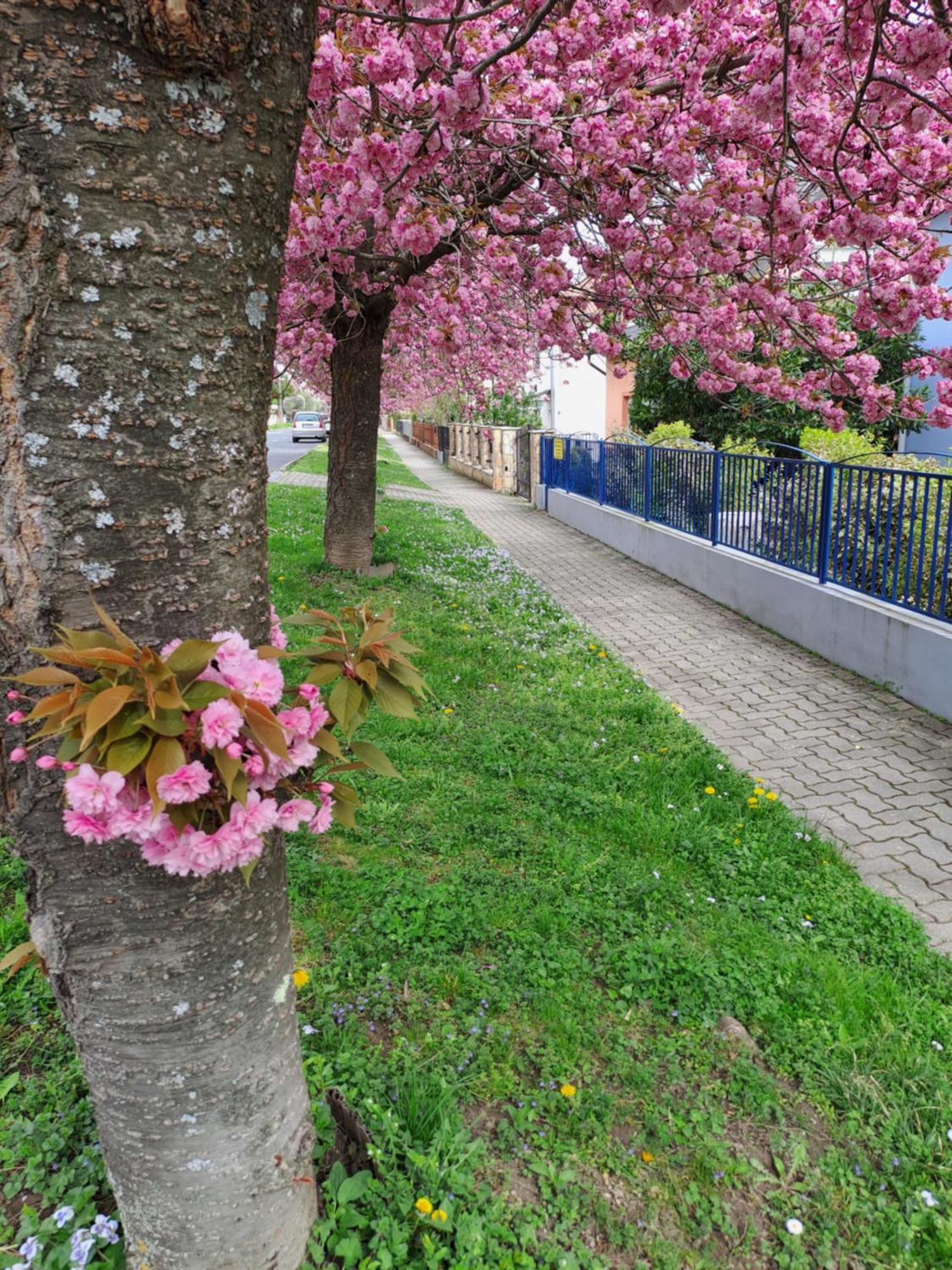Laguna Apartmanház Hévíz Esterno foto